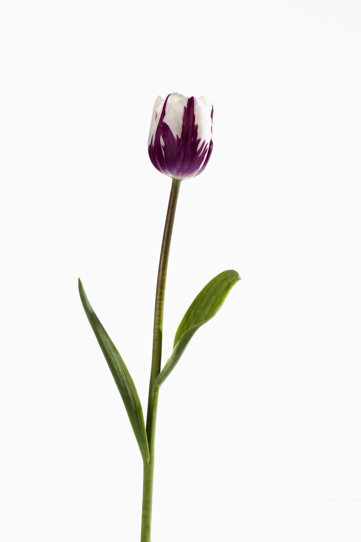 purple tulip white background