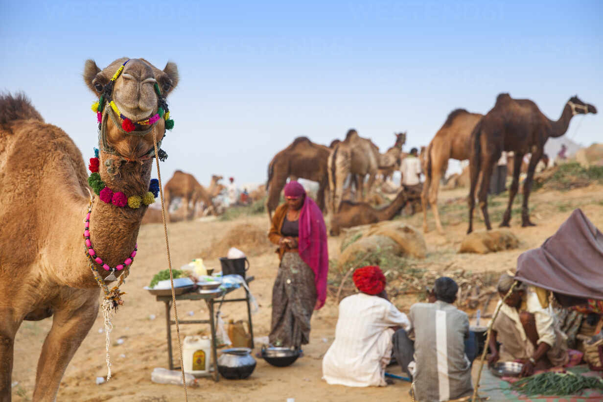 Pushkar Adventure Desert camp Rajasthan India | Pushkar