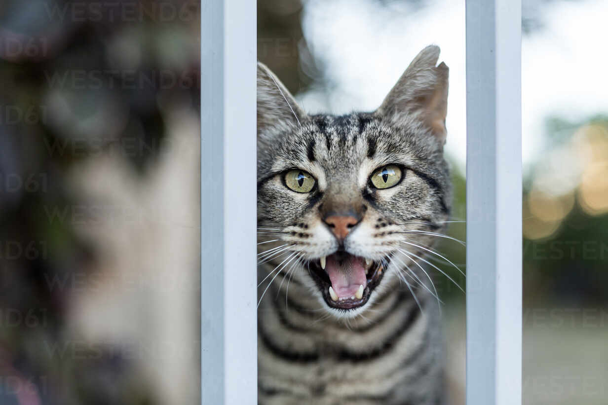Free Stock Photo of Angry meowing Kitten looking at camera